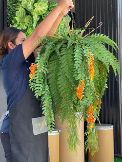 ต้นเฟิร์นปลอมแบบแขวน กระเช้าเฟิร์นปลอมเสมือนจริง งานเกรดพรีเมี่ยม ราคาปลีก-ส่ง