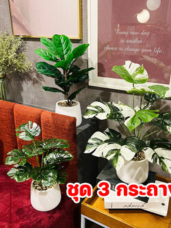 ต้นไม้ปลอม ชุด 3 กระถาง ไทรใบสักปลอม มอนสเตอร่าปลอม และมอนสเตอร่าด่างปลอม