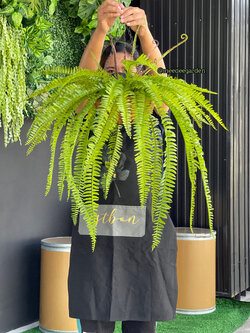 ต้นเฟิร์นปลอมแบบแขวน กระเช้าเฟิร์นปลอมเสมือนจริง งานเกรดพรีเมี่ยม ราคาปลีก-ส่ง