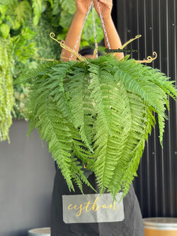 ต้นเฟิร์นปลอมแบบแขวน กระเช้าเฟิร์นปลอมเสมือนจริง งานเกรดพรีเมี่ยม ราคาปลีก-ส่ง