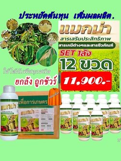 แมกม่า (Maxma) ยกลัง 12 ขวด ขนาดบรรจุขวดละ 1000 ซีซี. สารเสริมประสิทธิภาพดูดซึมเร็วไม่ทิ้งคราบใช้ร่วมกับปุ๋ยยาได้ดี