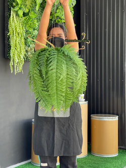 ต้นเฟิร์นปลอมแบบแขวน กระเช้าเฟิร์นปลอมเสมือนจริง งานเกรดพรีเมี่ยม ราคาปลีก-ส่ง