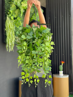 ต้นเฟิร์นปลอมแบบแขวน กระเช้าเฟิร์นปลอมเสมือนจริง งานเกรดพรีเมี่ยม ราคาปลีก-ส่ง