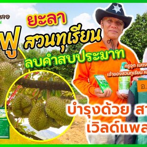 สามเกลอเวิลด์แพลนท์ คู่หู เกษตรกรยั่งยืน ฟื้นสวนครูจุก ลบคำสบประมาท ทุเรียนใบเหลือง