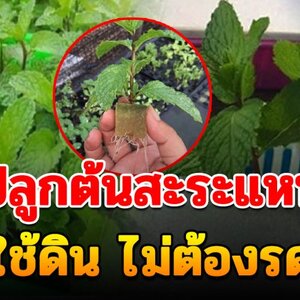 เ ท ค นิ คปลูกต้นสะระแหน่แบบไร้ดิน ปลูกง่ายโตไว