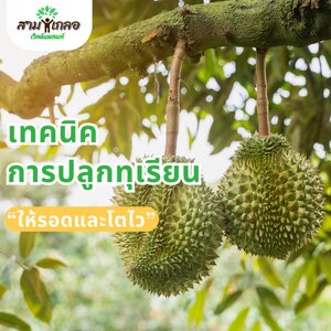 เทคนิคการปลูกทุเรียนให้รอดและโตไว 🌱✨