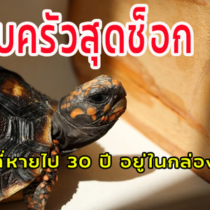 ช็อกทั้งบ้าน เต่าที่เลี้ยงไว้หายไปกว่า 30 ปี เจออีกทีอยู่ในกล่องเก็บของ น้อนยังแฮปปี้