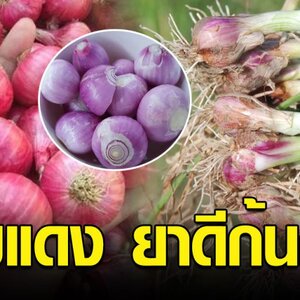 หอมแดง ยาดีก้นครัว แก้หวัดอาการคัดจมูก-มีน้ำมูก-จาม-ไอ
