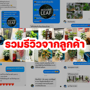 รวมรีวิวแชทจากลูกค้าที่ได้รับสินค้าจากร้าน Modern Leaf ต้นไม้ปลอมตกแต่งบ้าน